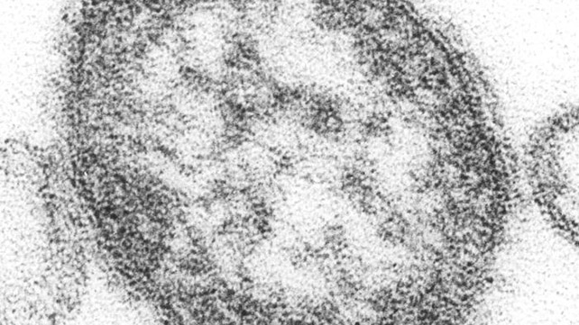 как выглядит кори 